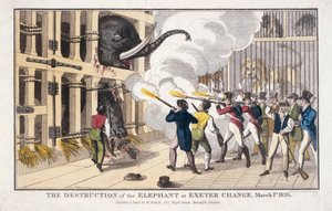 The Destruction of the Elephant Destroyed at Exeter by William Belch